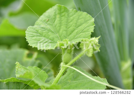 拍攝北海道乙部町夏季開始結果的瓜田風景 拍攝北海道乙部町夏季開始結果的瓜田風景 128566282