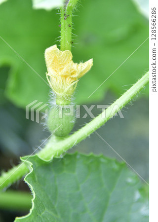 拍攝北海道乙部町夏季開始結果的瓜田風景 128566286