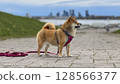 Adorable red Shiba Inu dog happily walking on lush green gras 128566377