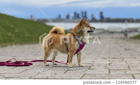 Adorable red Shiba Inu dog happily walking on lush green gras Adorable red Shiba Inu dog happily walking on lush green gras 128566377