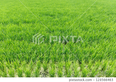 Paddy field rice planting Paddy field rice planting 128566463