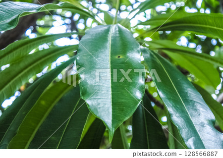 Close-Up View of Green Tree Leaves with Natural Background in Daylight Close-Up View of Green Tree Leaves with Natural Background in Daylight 128566887