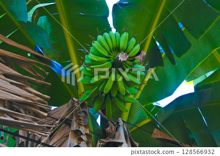 Green Bananas Growing on a Tree in a Lush Plantation Setting 128566932