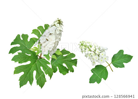 Kashiwaba繡球花 Kashiwaba繡球花 128566941