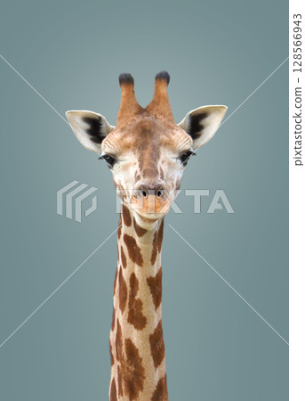 Giraffe Giraffe 128566943