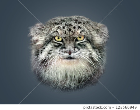 帕拉斯貓 128566949