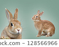 可愛的兔子 128566966