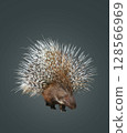 豪豬 128566969