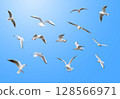 海鷗 128566971