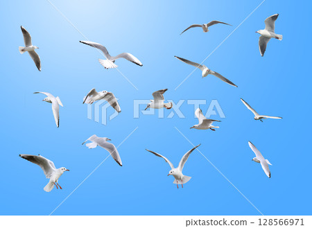 海鷗 128566971