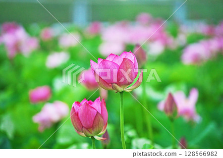 Red lotus flowers blooming in a lotus field (Summer, July) Red lotus flowers blooming in a lotus field (Summer, July) 128566982