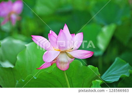 Red lotus flowers blooming in a lotus field (Summer, July) Red lotus flowers blooming in a lotus field (Summer, July) 128566983