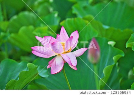Red lotus flowers blooming in a lotus field (Summer, July) Red lotus flowers blooming in a lotus field (Summer, July) 128566984