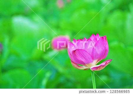 Red lotus flowers blooming in a lotus field (Summer, July) Red lotus flowers blooming in a lotus field (Summer, July) 128566985