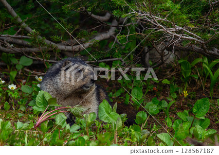 Furry Hoary marmot is sitting in grass under the tree neat the den. 128567187