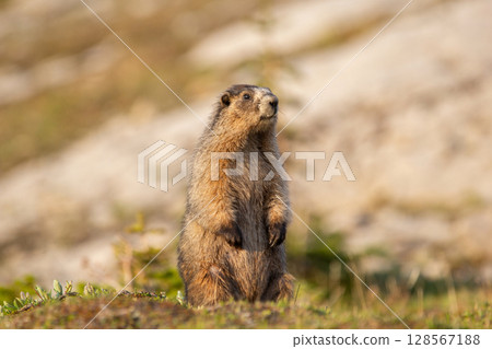 Furry Hoary marmot is watching around in the mountain meadow. 128567188