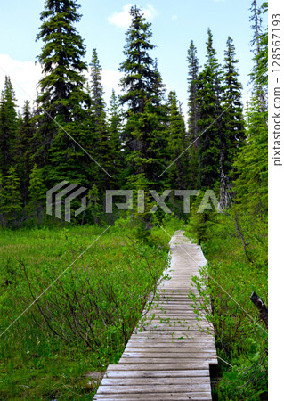 Wooden pathway through the wetland in the forest in summer. Wooden pathway through the wetland in the forest in summer. 128567193