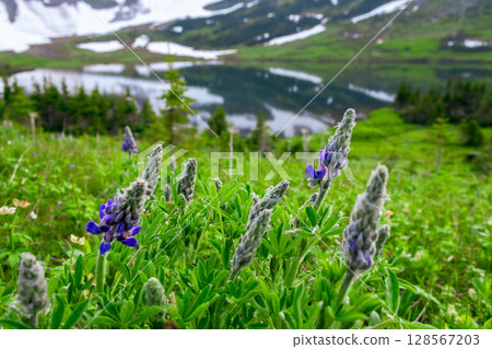 Scenic Lake among Snowy Mountains and green vegetation. 128567203