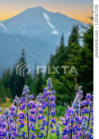 Wild blue lupin flowers in mountain meadow in sunset light. 128567206