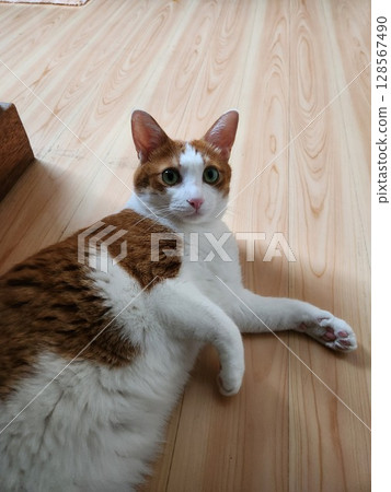 棕色虎斑貓在家休息 128567490