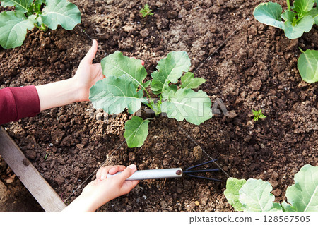 A woman's hand with gardening tools loosens the soil. A woman's hand with gardening tools loosens the soil. 128567505