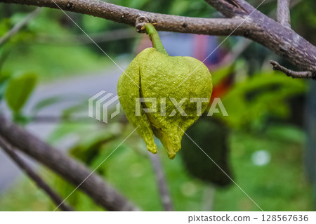 Close-Up of Green Fruit Growing on a Tree in a Natural Setting 128567636