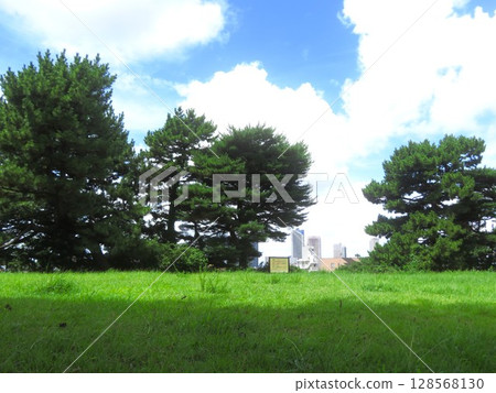 Pine trees and blue sky at Unoki Matsuyama Park 128568130