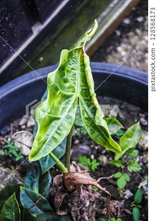young green plants in pots 128568173