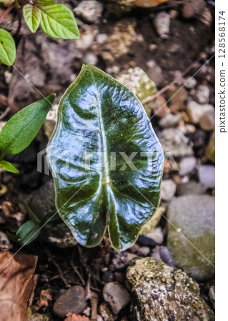 Close-Up of a Single Shiny Green Plant Leaf on Soil 128568174