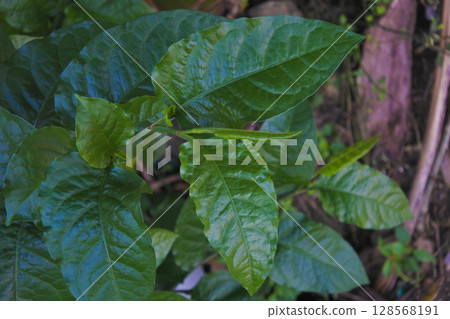 a bunch of dark green leaves 128568191