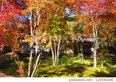 鎌倉一條江漢山莊美麗的秋葉(神奈川縣鎌倉市) 鎌倉一條江漢山莊美麗的秋葉(神奈川縣鎌倉市) 128568206