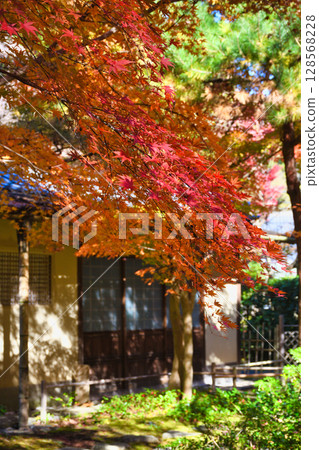 鎌倉一條江漢山莊美麗的秋葉（神奈川縣鎌倉市） 128568228