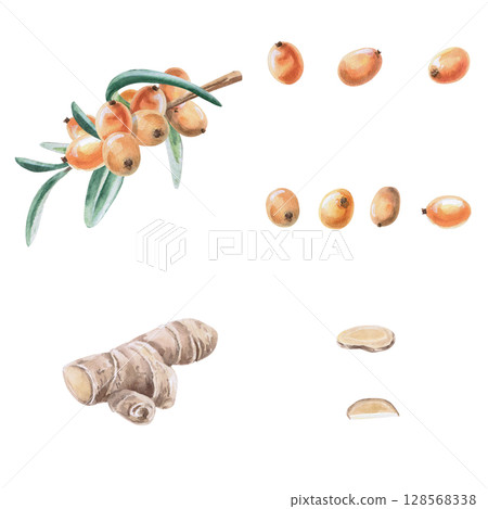 Set of sea buckthorn branch, berries, ginger root and pieces Isolated watercolor illustration in realistic style for design of beverage packaging, teas, tea card, culinary blogs. 128568338