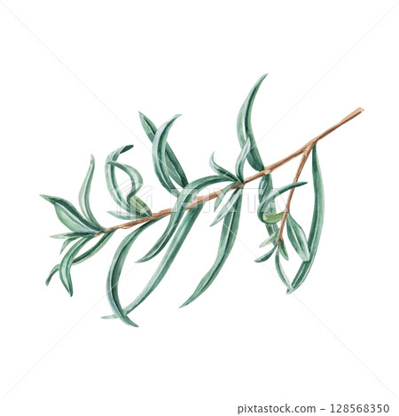 Sea buckthorn branch without berries. Isolated watercolor illustration in realistic style for design of beverage packaging, teas, tea card, printing on postcards, fabric and textiles. 128568350