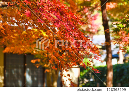 鎌倉一條江漢山莊美麗的秋葉(神奈川縣鎌倉市) 鎌倉一條江漢山莊美麗的秋葉(神奈川縣鎌倉市) 128568399