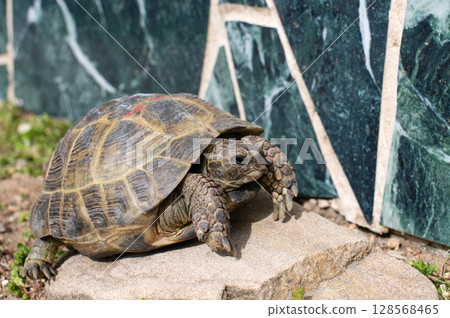 Mediterranean tortoise basking on stone in sunny outdoor habitat 128568465