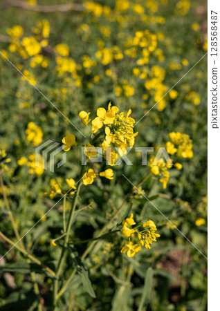 Bright yellow mustard flowers blooming in lush green field on a sunny day 128568487