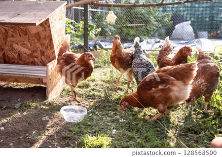 Group of chickens in a sunny backyard coop with feeder and water bowl Group of chickens in a sunny backyard coop with feeder and water bowl 128568500