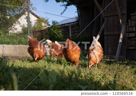 Brown hens grazing in sunny backyard enclosure Brown hens grazing in sunny backyard enclosure 128568516