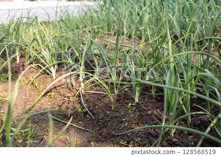 Lush onion plants growing in fertile garden soil on sunny day 128568519