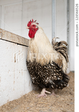 Majestic rooster standing in barn with patterned feathers and red comb Majestic rooster standing in barn with patterned feathers and red comb 128568526