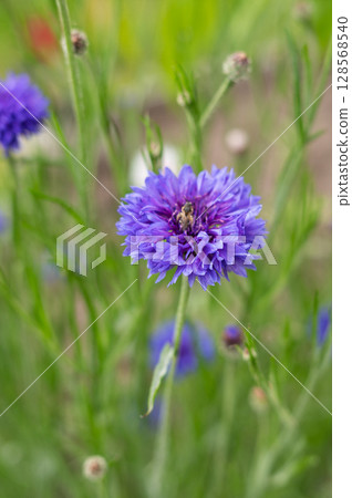 Vibrant purple cornflower blooming in lush green garden setting 128568540
