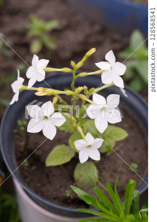 White flowers in a pot: close-up of blossoms in a garden setting 128568541