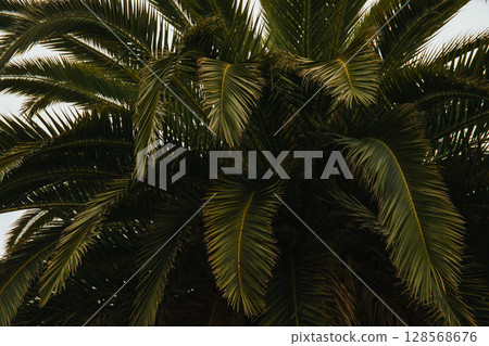 Vibrant palm fronds create a tropical atmosphere by the shore 128568676