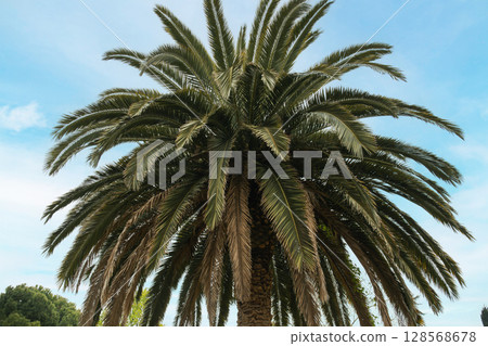 Tall palm tree reaching towards blue sky with lush greenery around Tall palm tree reaching towards blue sky with lush greenery around 128568678