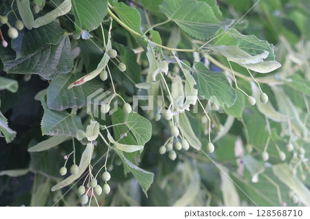 linden tree seeds closeup on green leaves background. 128568710