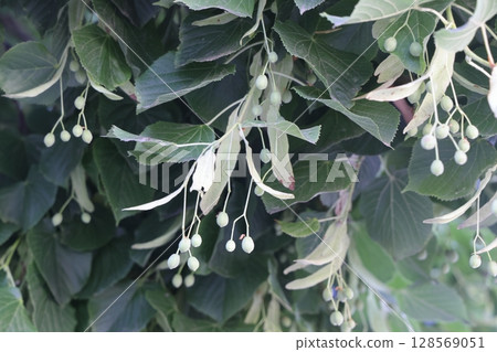 linden tree seeds closeup on green leaves background. 128569051