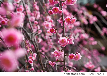 粉紅色的垂枝梅 粉紅色的垂枝梅 128569211