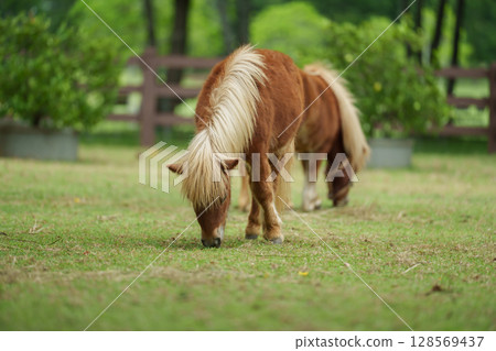 miniature horse is grazing on green grass 128569437