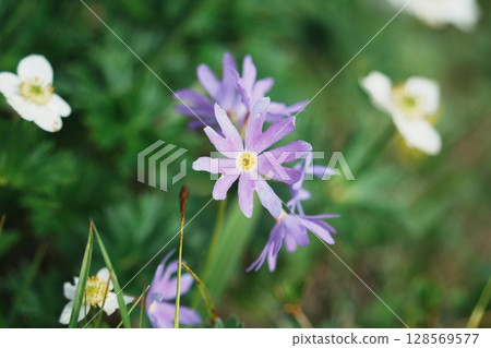 Hakusan Kozakura Hakusan Kozakura 128569577